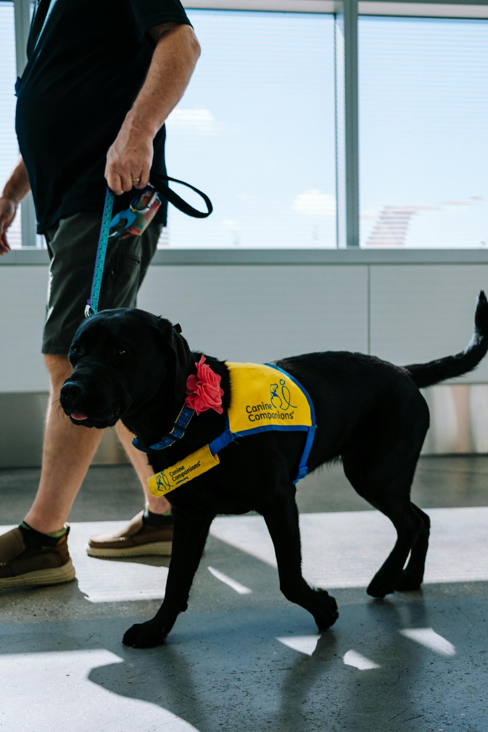 A service dog wearing a vest walks alongside a handler in an airport terminal.